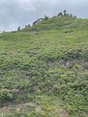 Leucaena leucocephala