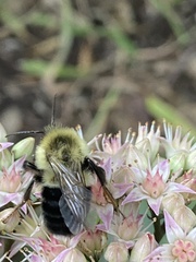 Bombus impatiens