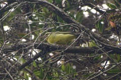 Crithagra mozambica