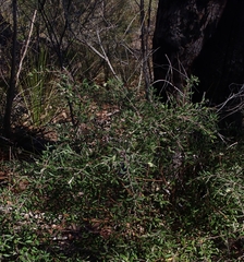 Grevillea mucronulata