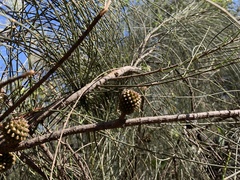Allocasuarina