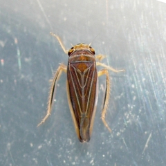 Idiodonus kennicotti