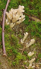 Sebacina schweinitzii