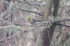 Setophaga occidentalis