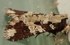 Condica