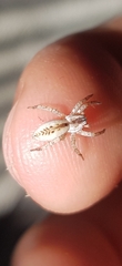 Arachosia praesignis