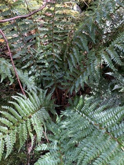 Polystichum proliferum