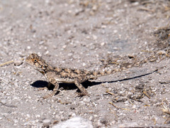 Agama aculeata