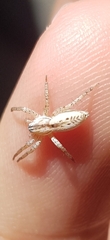 Arachosia praesignis