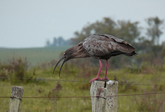 Theristicus caerulescens