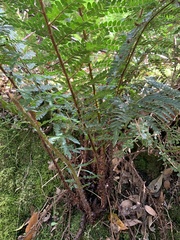 Polystichum proliferum