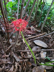 Lycoris