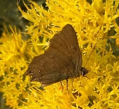 Satyrium saepium
