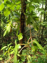 Philodendron squamiferum