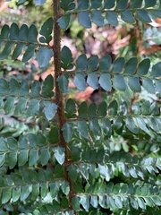 Polystichum proliferum