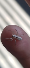 Arachosia praesignis