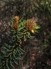 Pultenaea stipularis