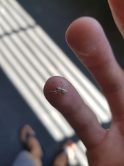 Arachosia praesignis