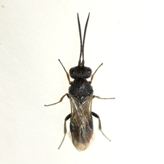 Cheloninae