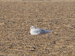 Ichthyaetus melanocephalus