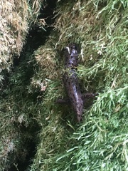 Dicamptodon tenebrosus