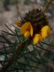 Pultenaea stipularis