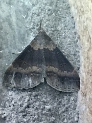 Renia discoloralis