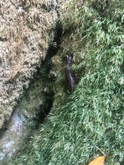 Dicamptodon tenebrosus