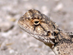 Agama aculeata