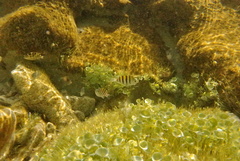Abudefduf saxatilis