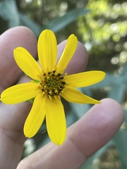 Helianthus laevigatus