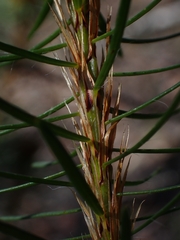 Pultenaea stipularis