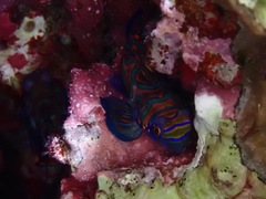 Synchiropus splendidus