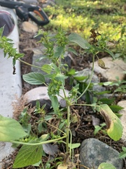 Acalypha neomexicana