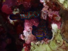 Synchiropus splendidus