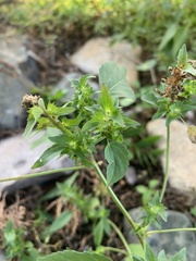 Acalypha neomexicana