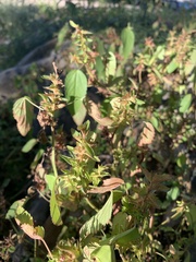 Acalypha neomexicana