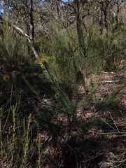 Pultenaea stipularis