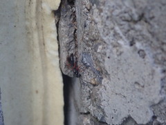 Agenioideus cinctellus