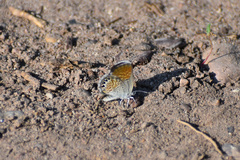 Brephidium exilis exilis