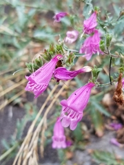 Penstemon richardsonii