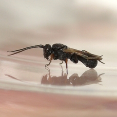 Cheloninae