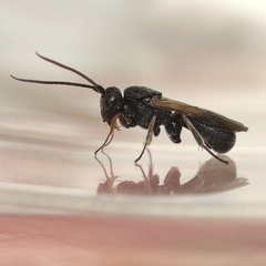 Cheloninae