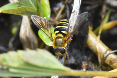 Syrphus opinator
