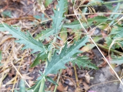 Penstemon richardsonii