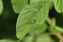 Diabrotica balteata