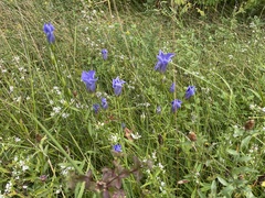 Gentianopsis crinita