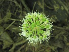 Allium tricoccum