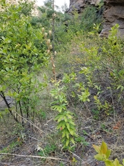 Lilium washingtonianum