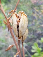Lilium washingtonianum